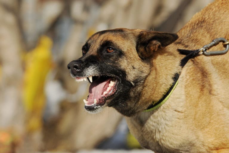 angry dog baring teeth