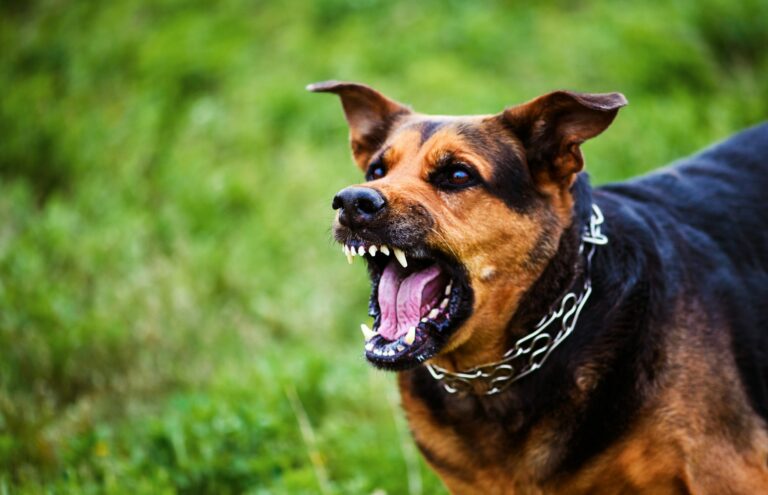 Angry dog attacks. The dog looks aggressive and dangerous.