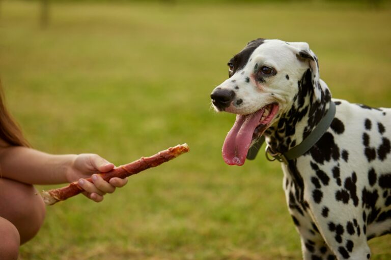 girl gives bone to dalmatian dog, dog food