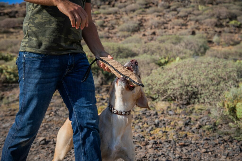 A dog bites the tug toy during a training with his dog trainer