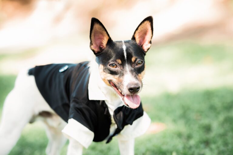 Dog in a Tux