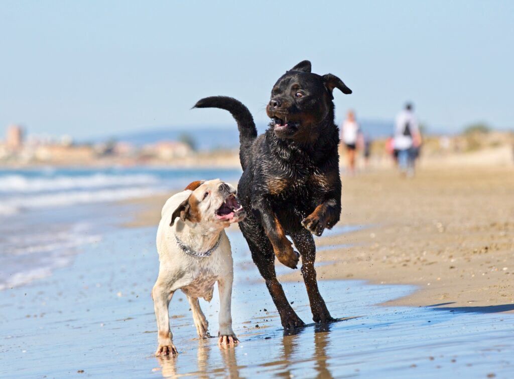 fighting dogs on the beach