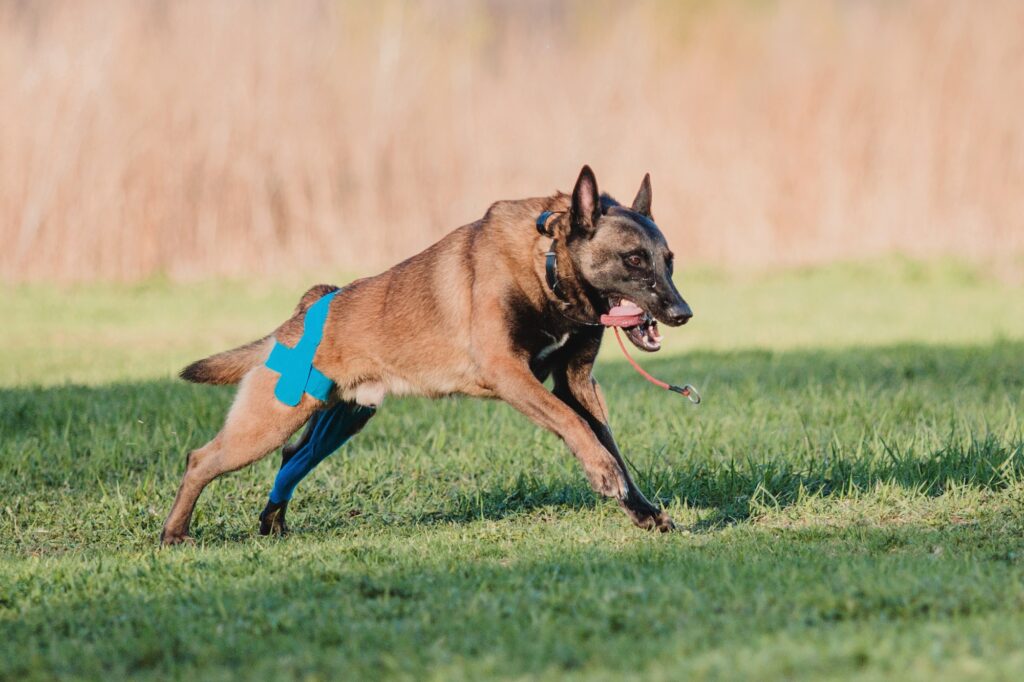 Working malinois dog. Belgian shepherd dog. Police, guard dog