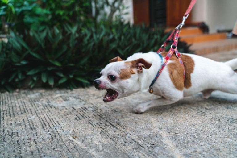 angry dog on a leash