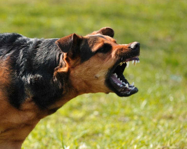 angry-dog-barking