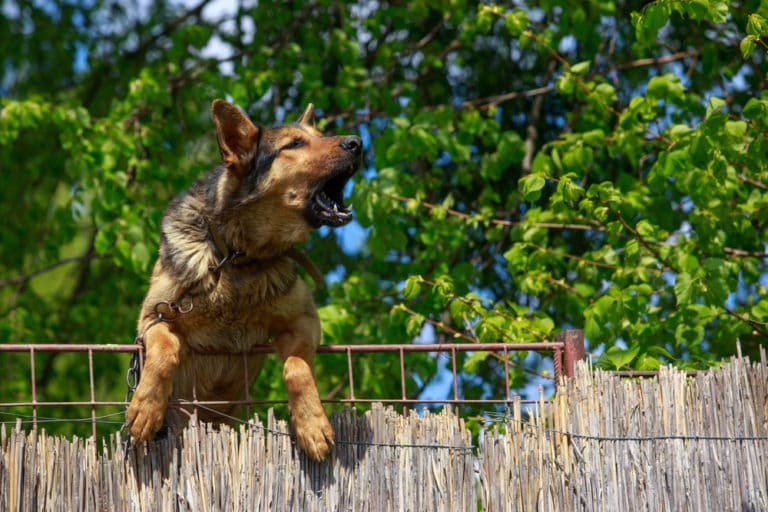 shepherd dog barks behind fence