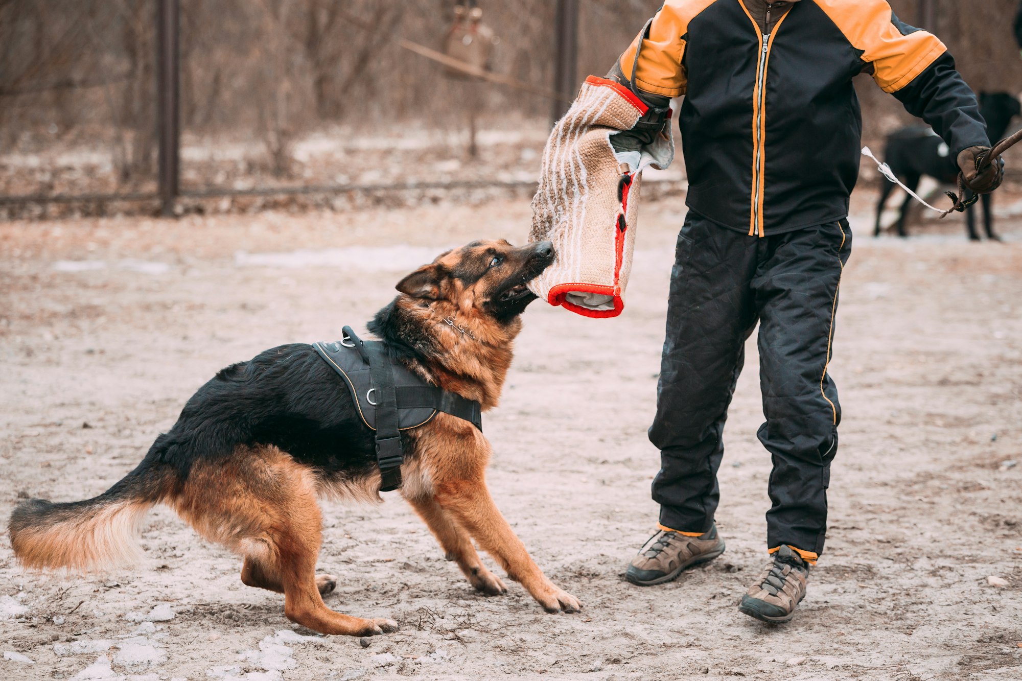 German Shepherd Dog training. Biting dog