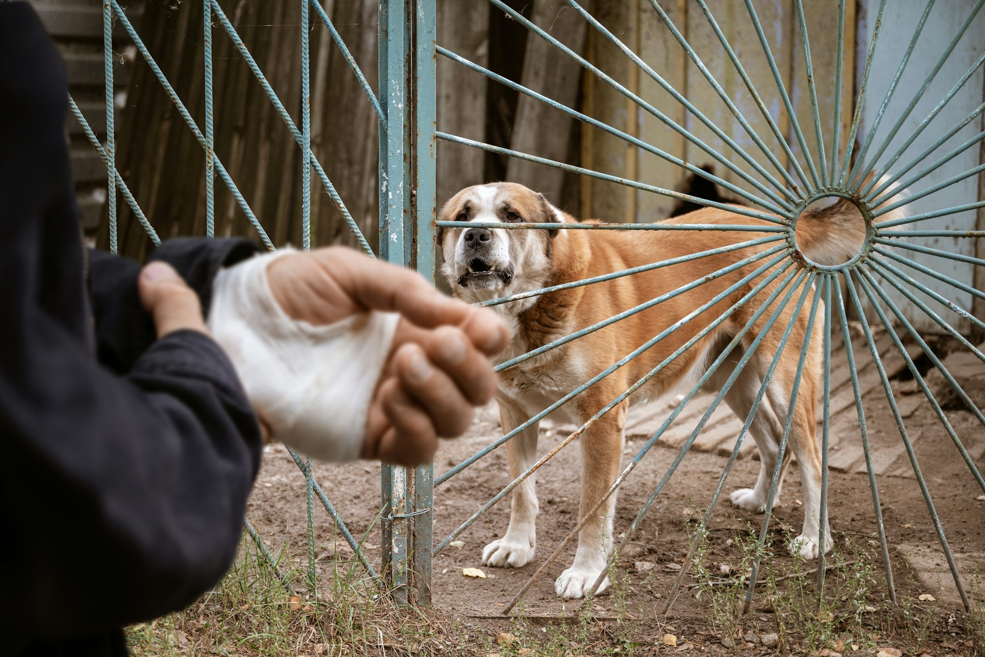 male dog Alabai bit the man's hand. Bandaged human hand after dog bite