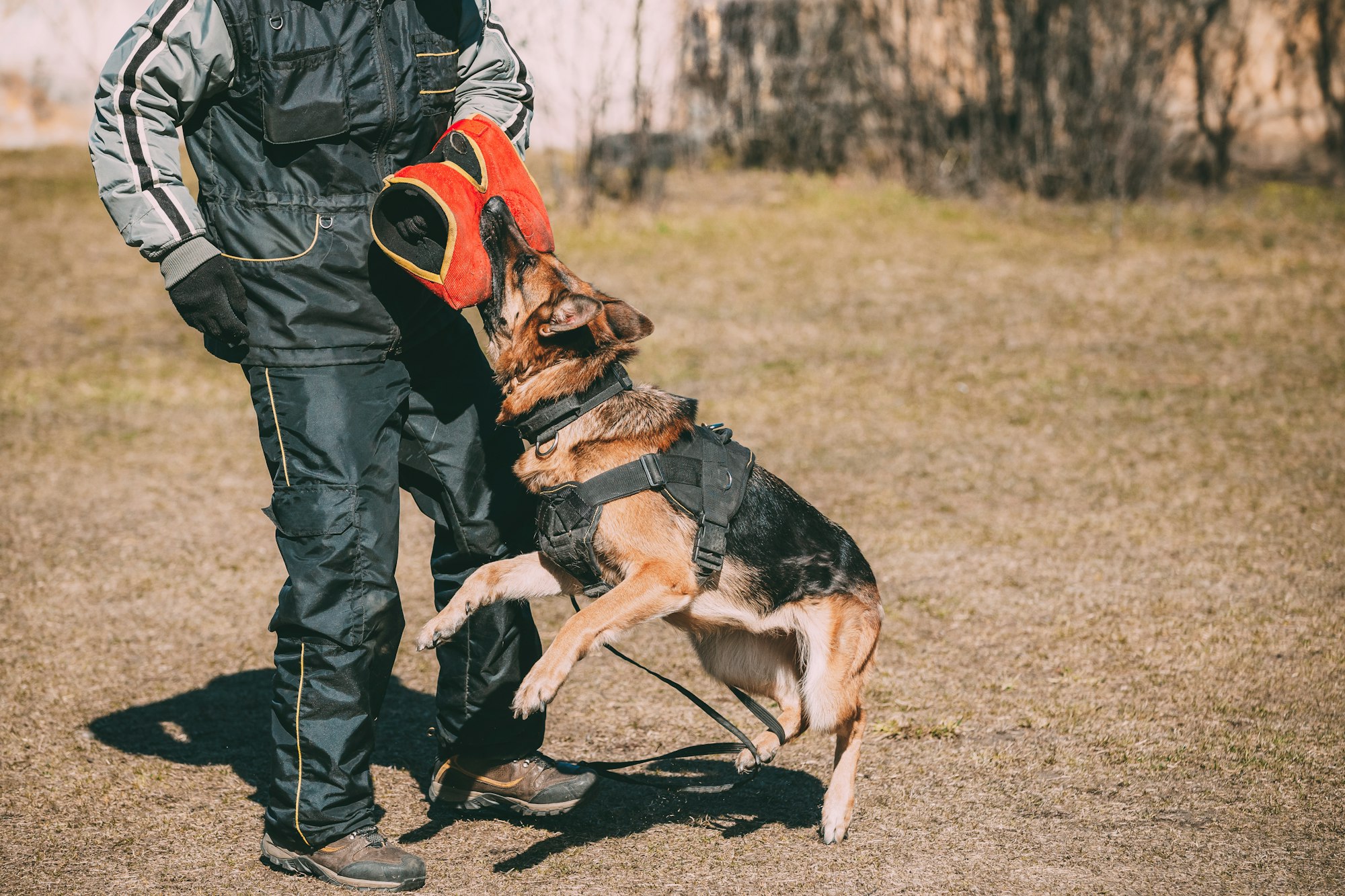 Alsatian Wolf Dog Biting Sleeve During Training. Deutscher Dog
