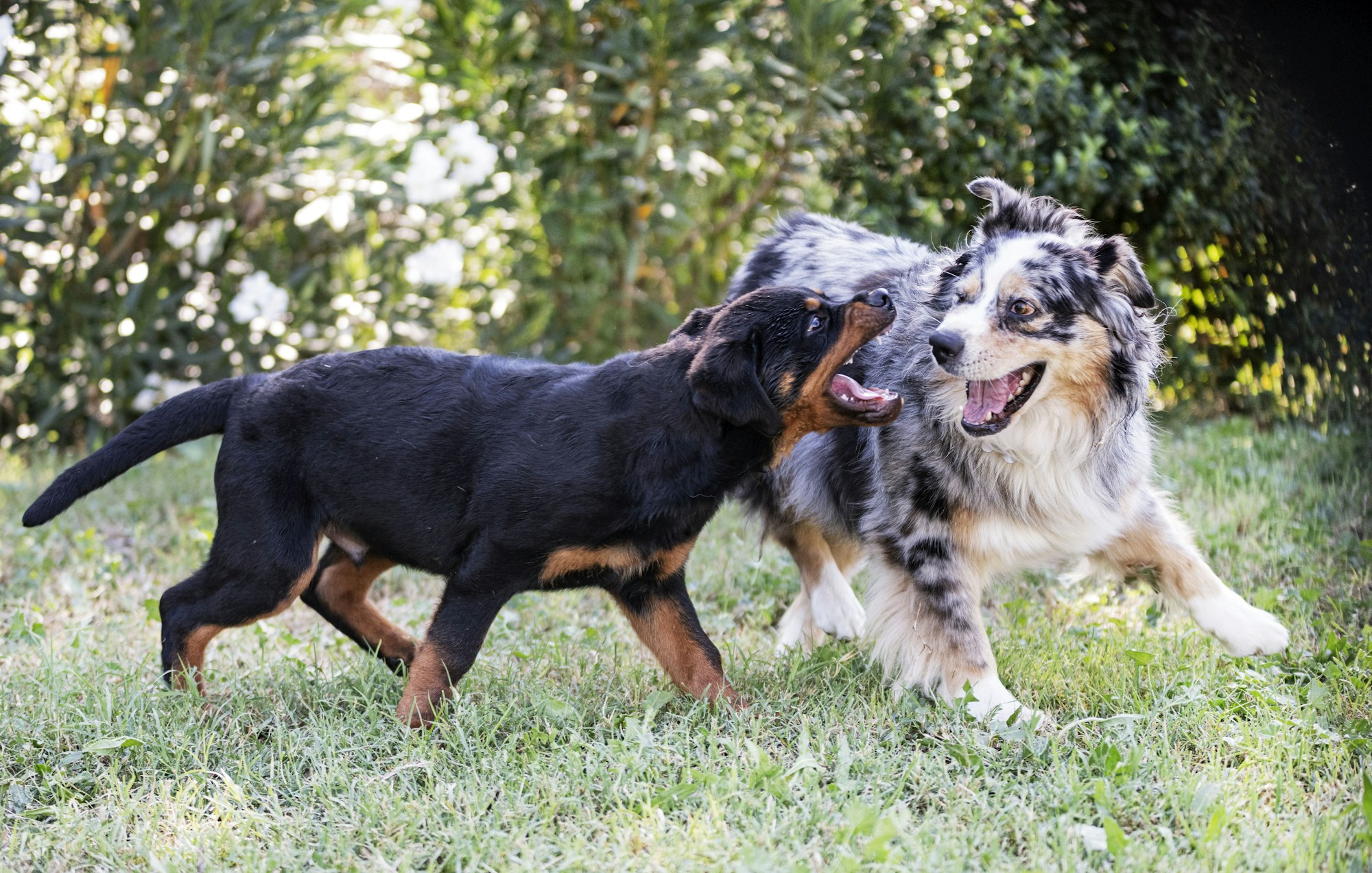 puppy rottweiler and australian shepherd