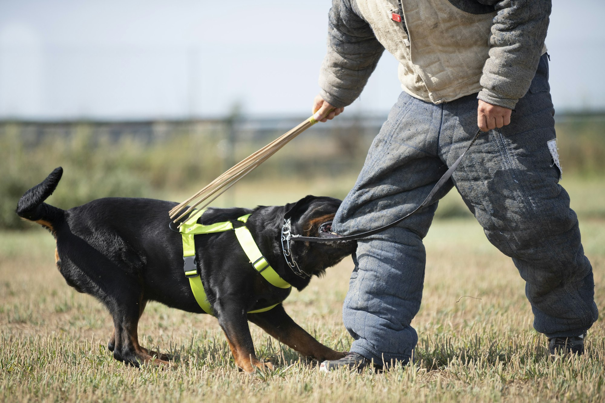 training of police dog