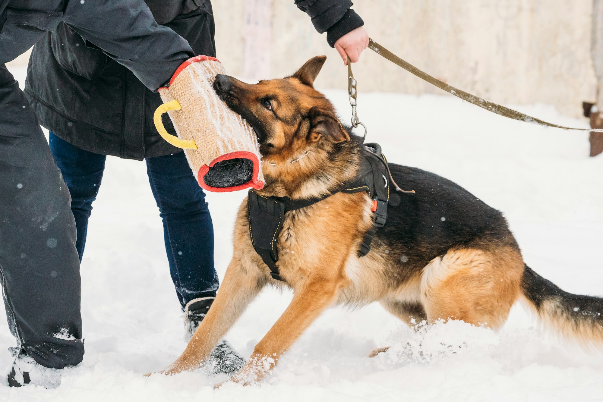 Training Of Purebred German Shepherd Young Dog Or Alsatian Wolf Dog. Attack And Defence. Winter