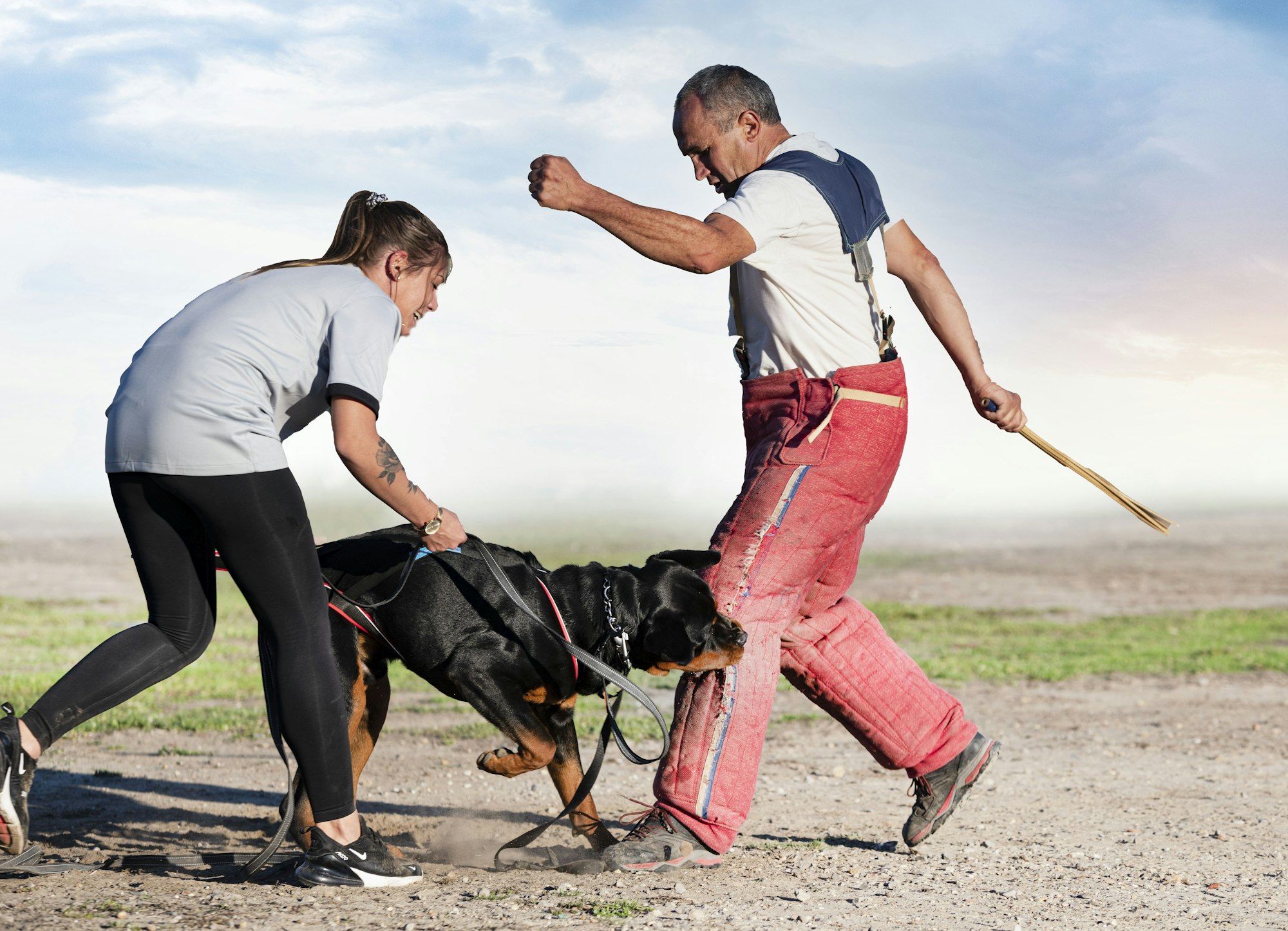 training of rottweiler