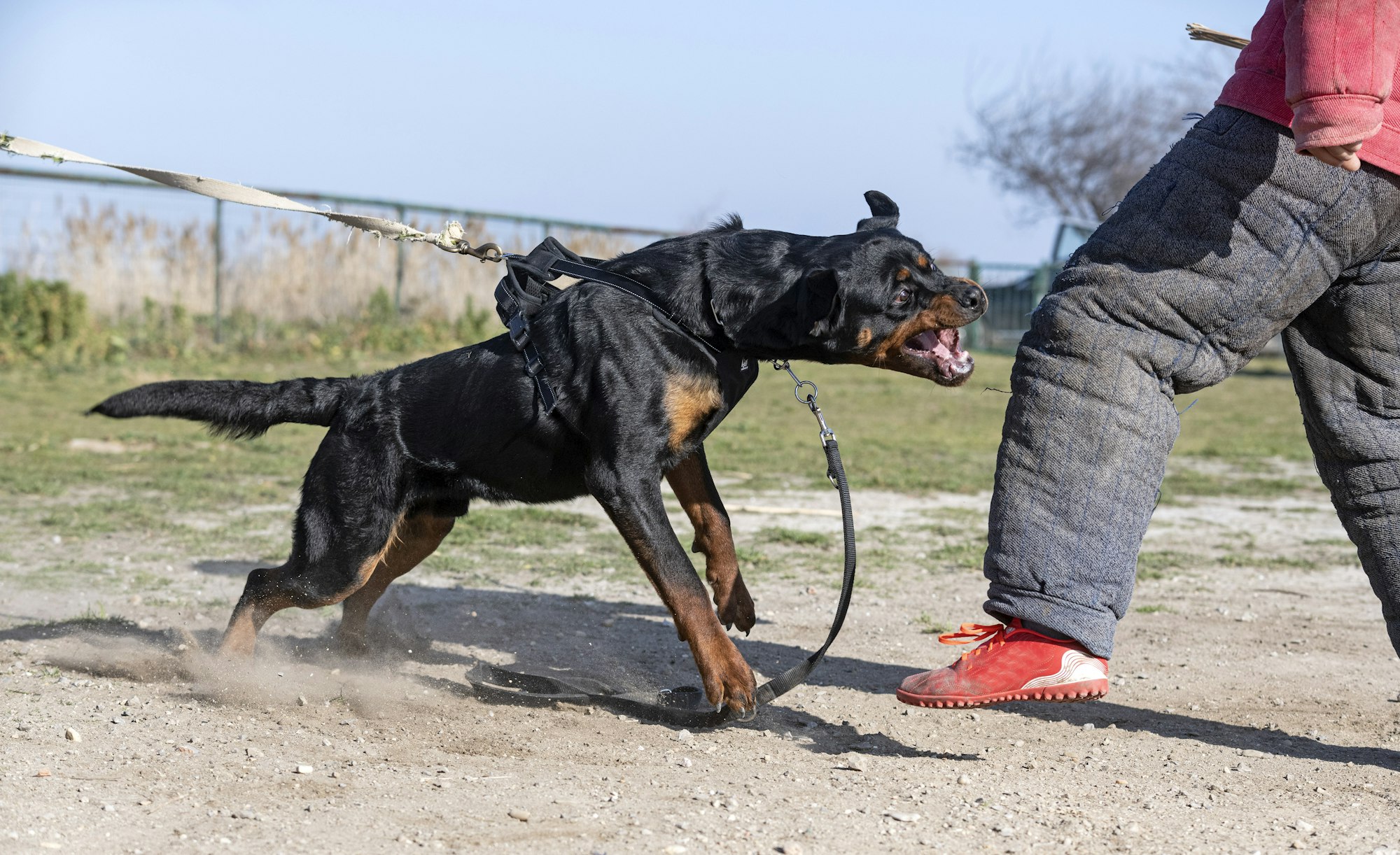training of rottweiler
