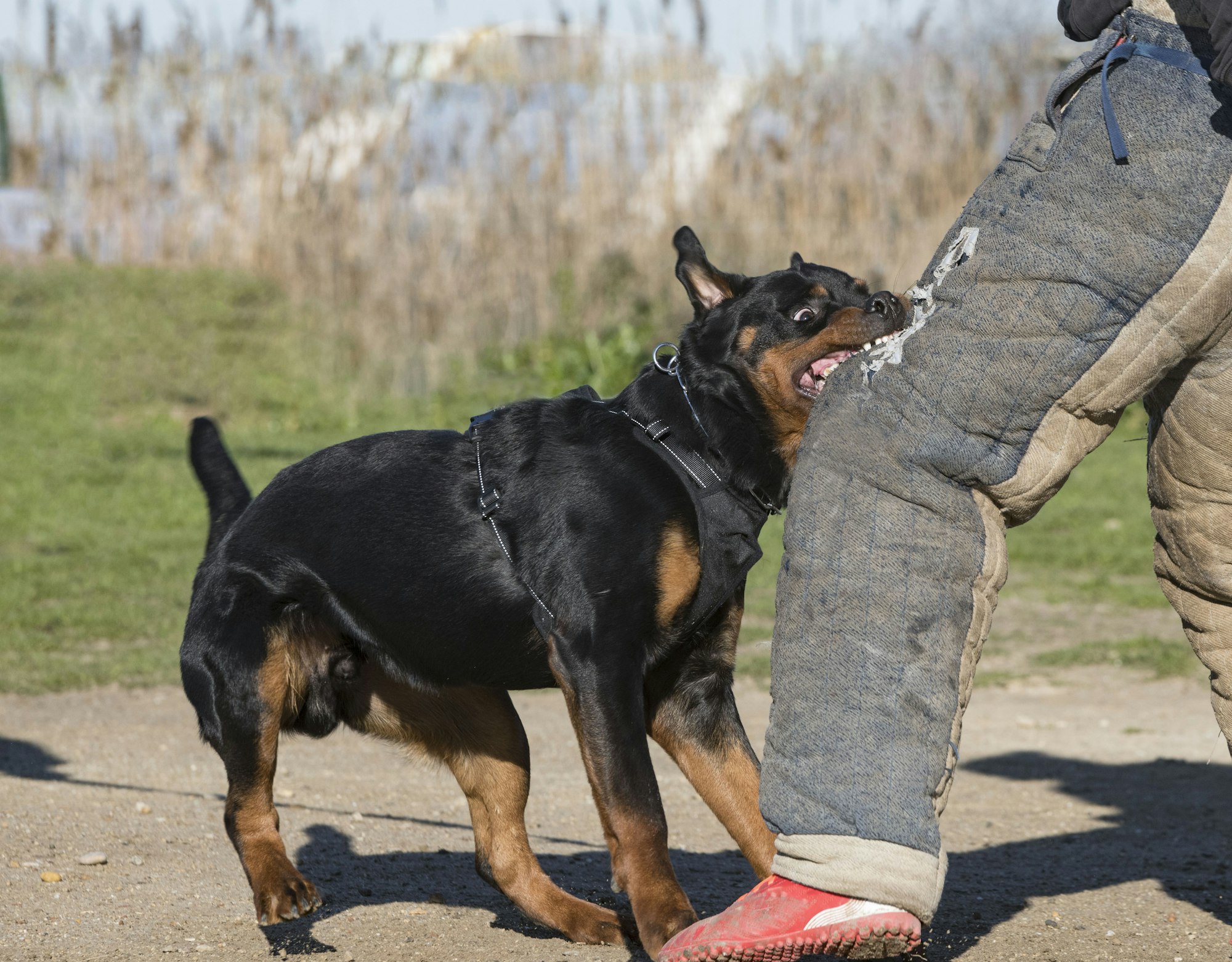 training ofottweiler