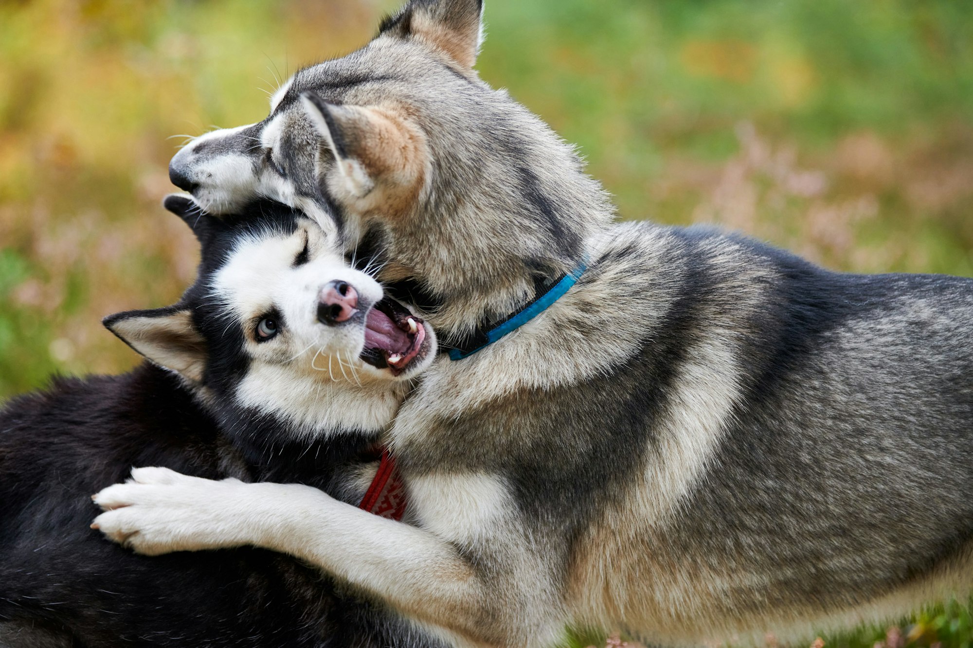 Two Siberian Husky dogs playing together outdoor, funny Siberian Husky dogs close up