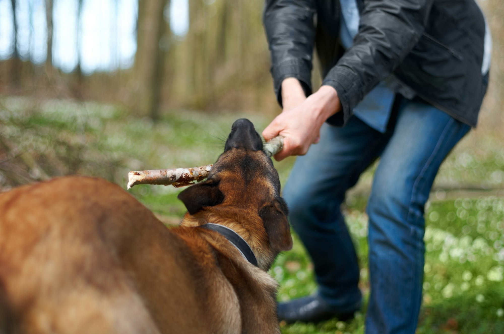 Youre a tough one. A strong alsatian pulling a stick with his master.
