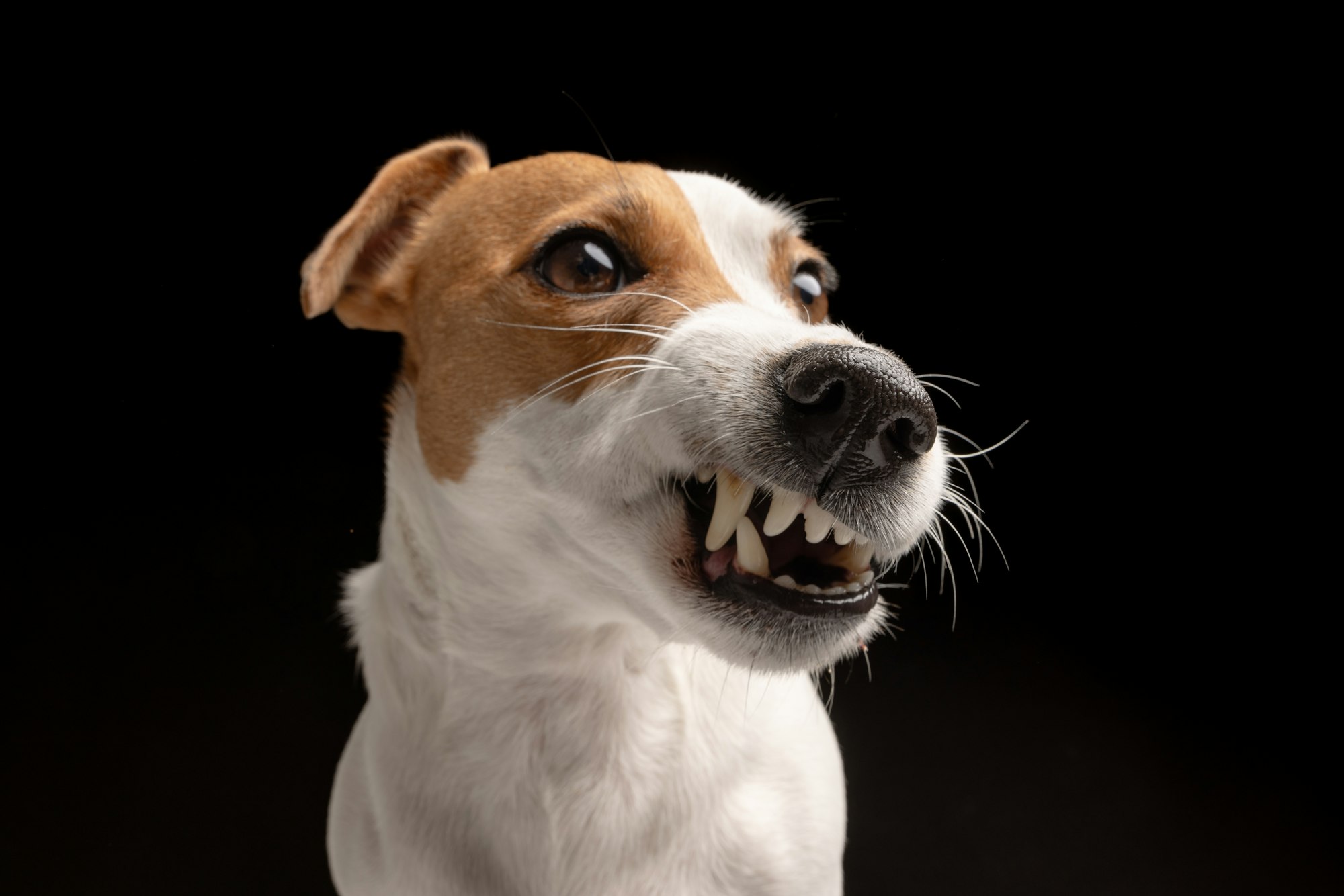 angry dog Jack Russell terrier on a black background, aggressive dog