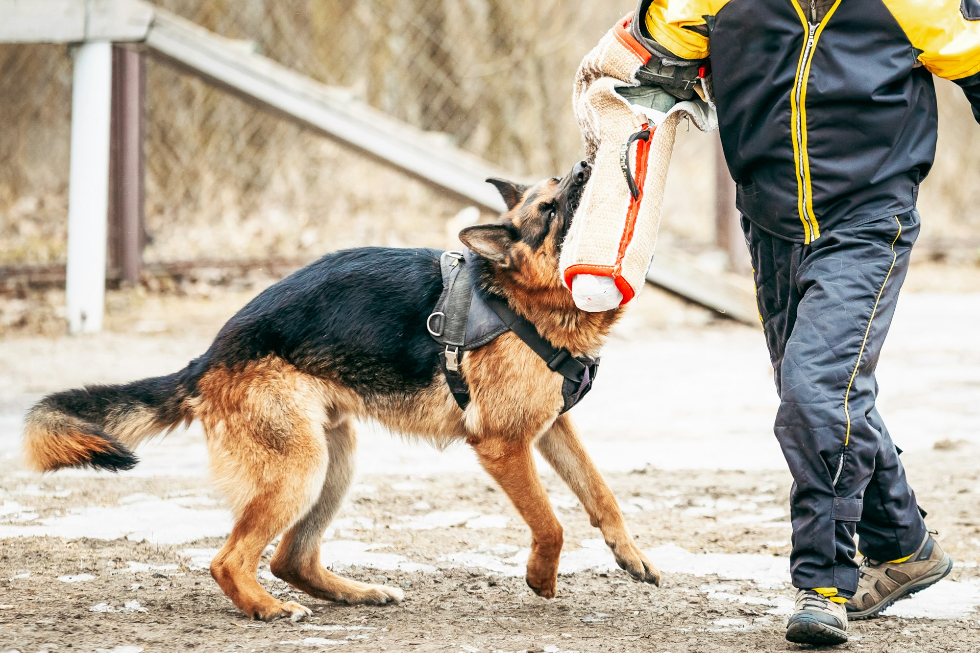 German Shepherd Dog training. Biting dog