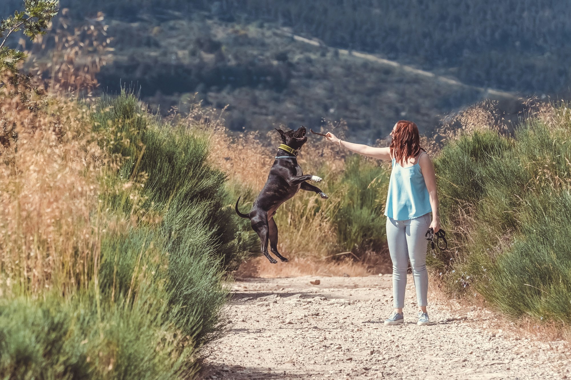 Girl playing with pitbull dog in nature