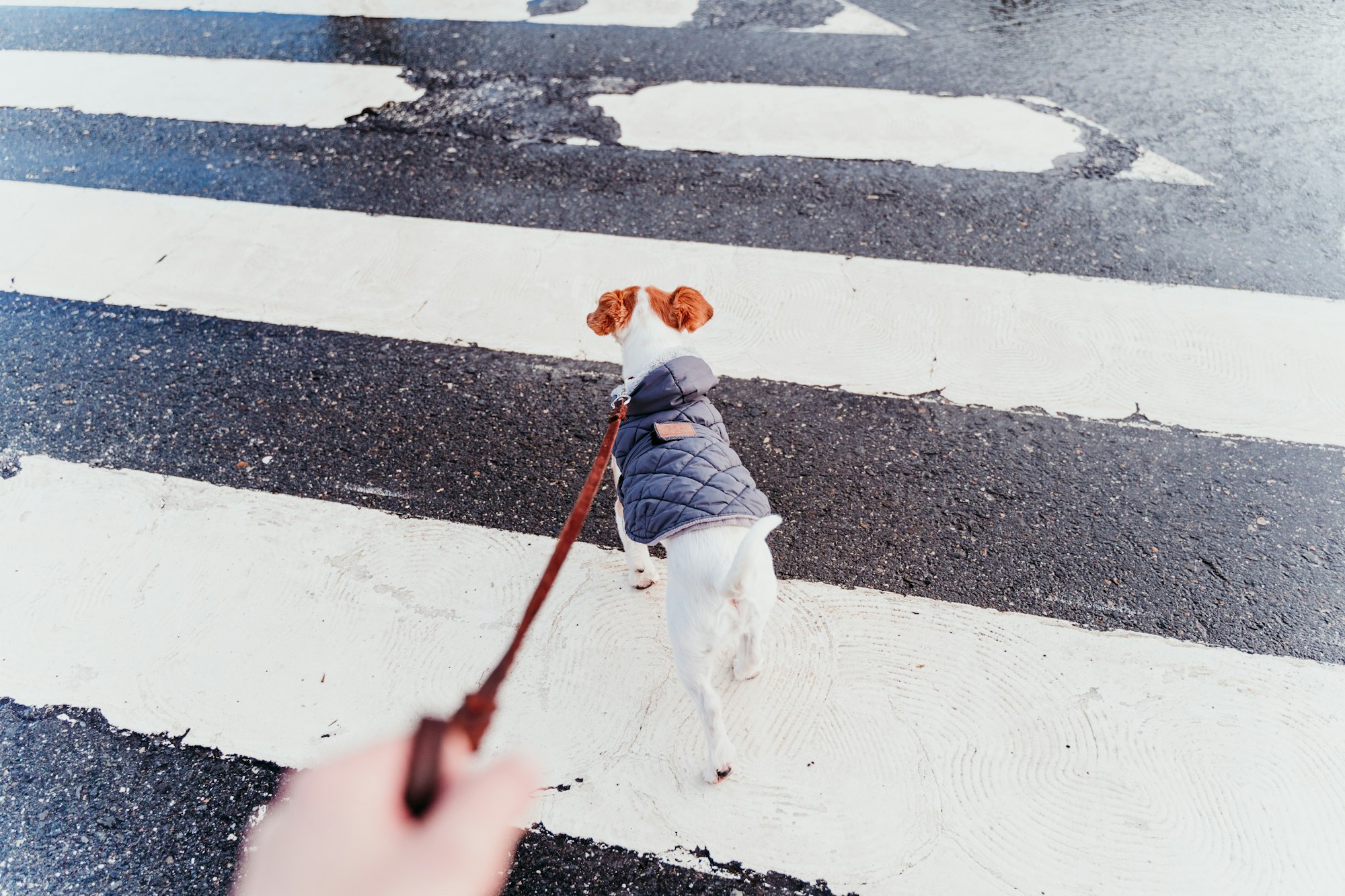 jack russell dog walking by pedestrian crossing. winter season