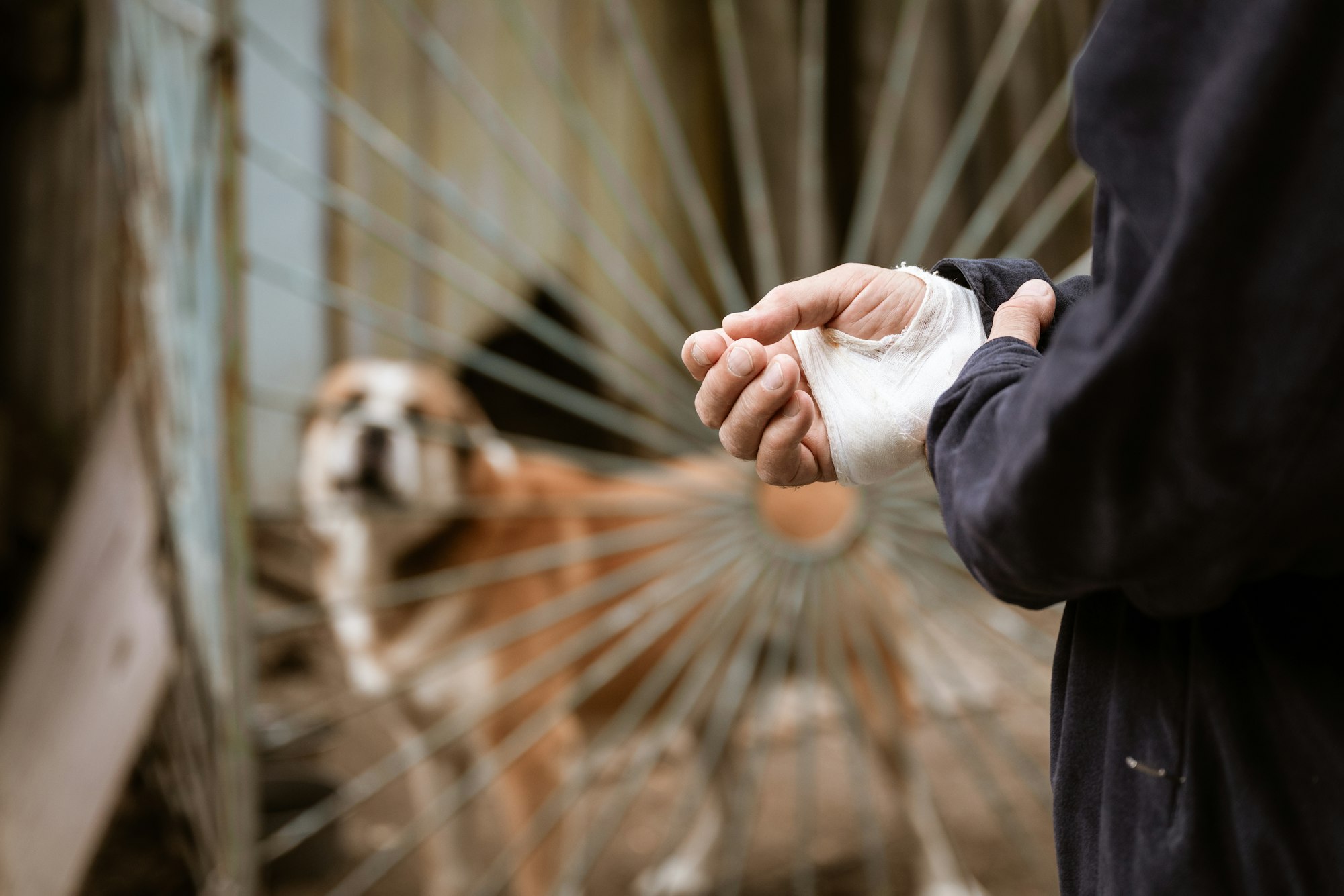 male dog Alabai bit the man's hand. Bandaged human hand after dog bite