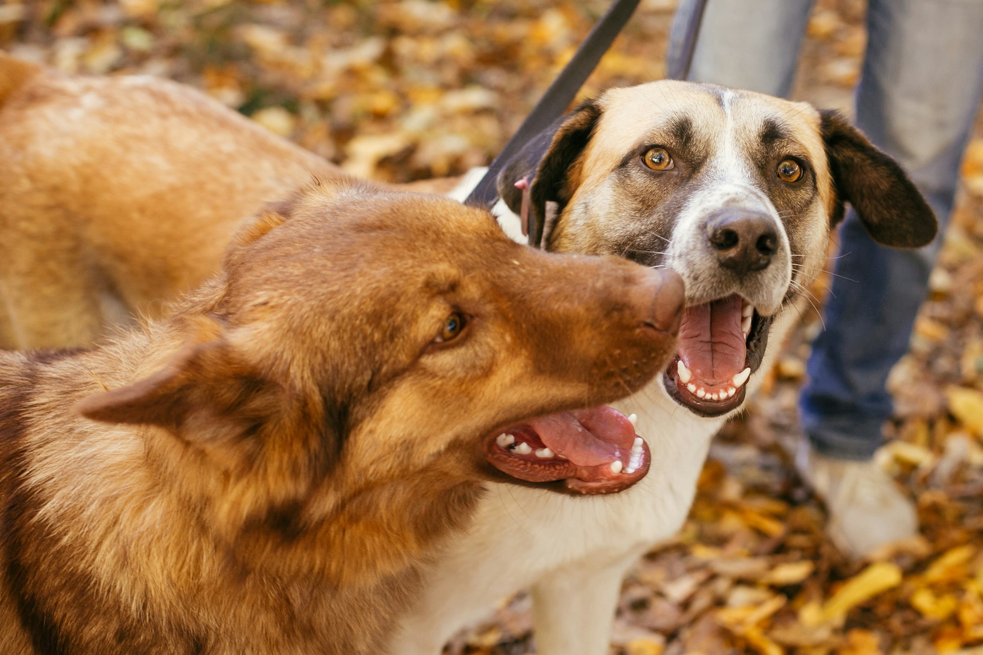 Two cute friends dogs playing together and biting in autumn park