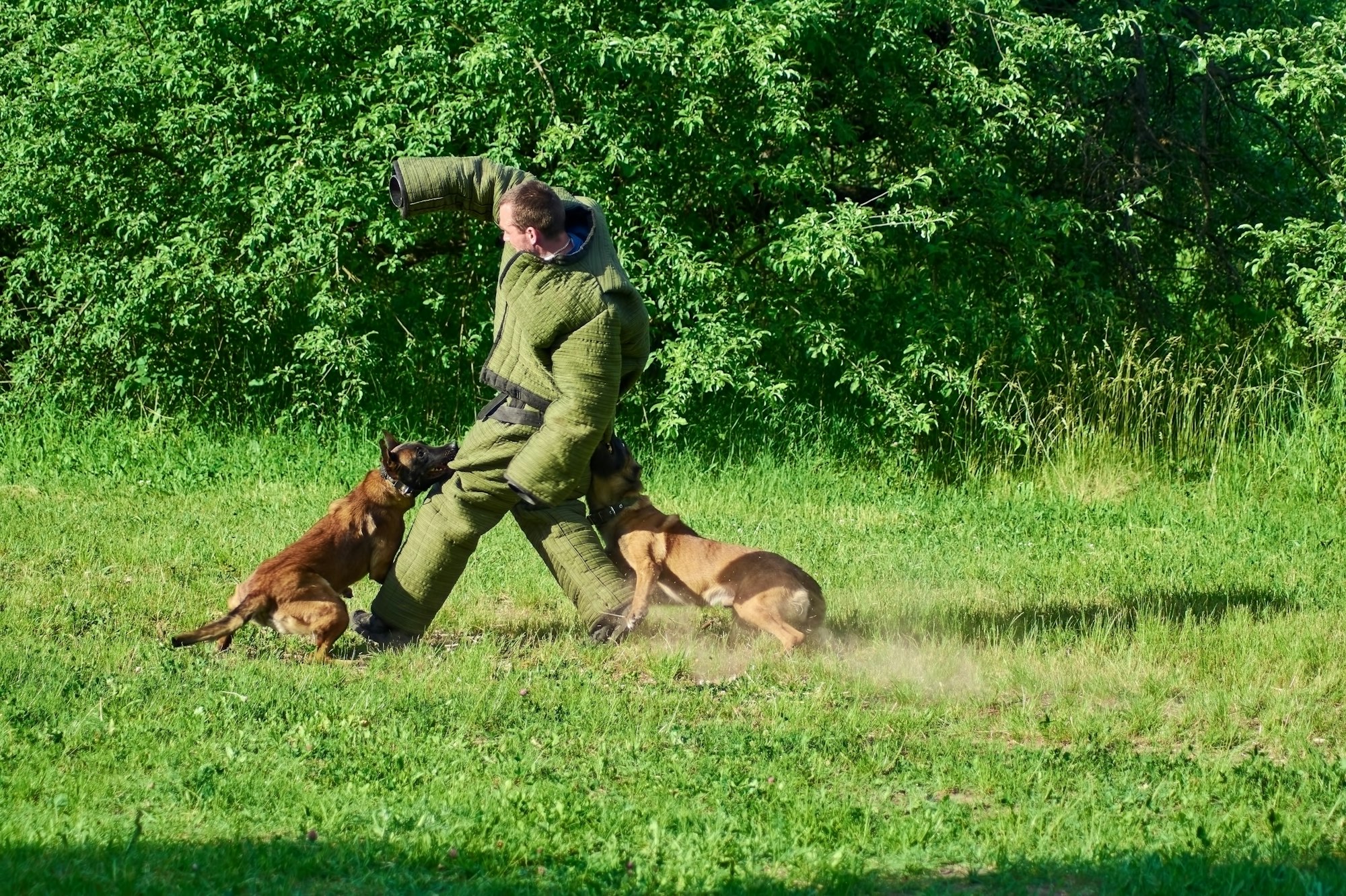 Two dogs are knocking down the figurant.