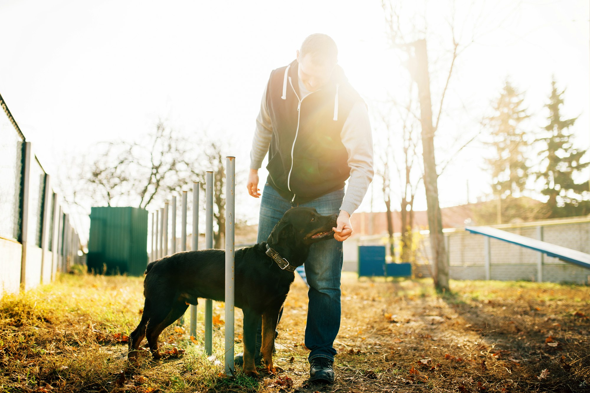 Cynologist with sniffing dog, training outside