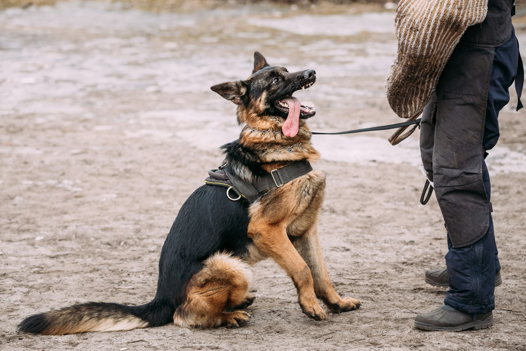 German Shepherd Dog training. Biting dog.