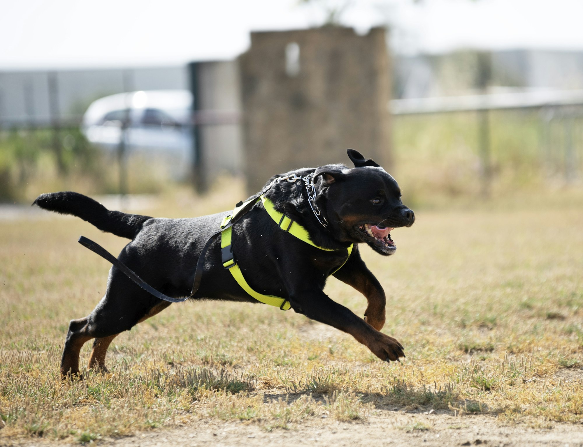 training of police dog