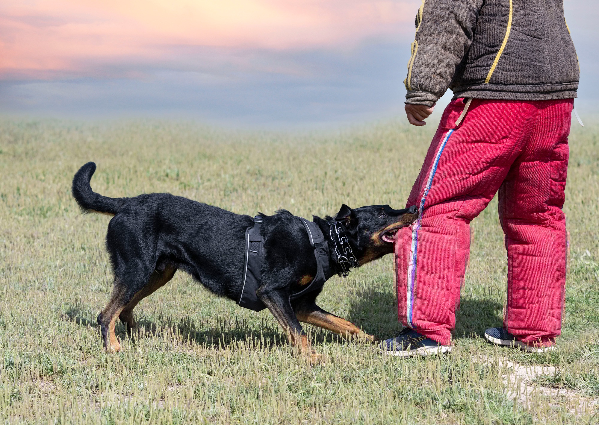 training of french shepherd