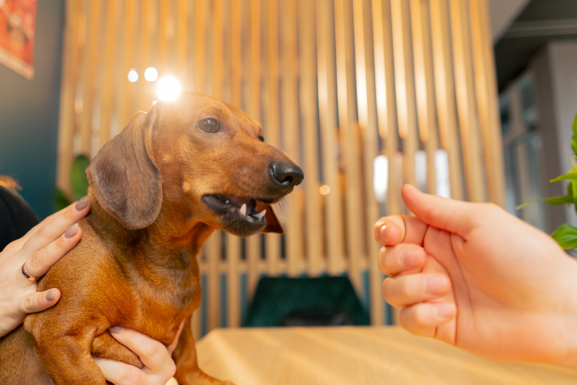 family photo with a small dachshund on table in a cafe the dog reaches out to the hand to bite