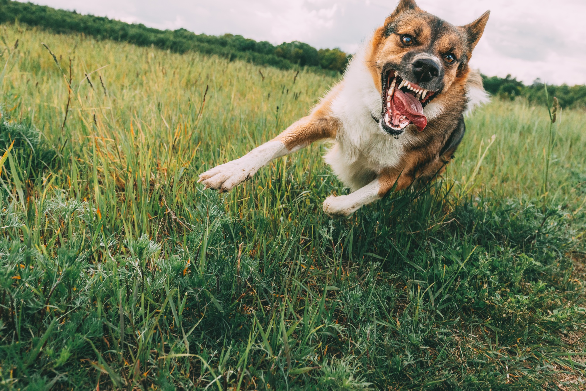 Angry Aggressive Mad Dog Running Outdoors In Green Meadow On Camera