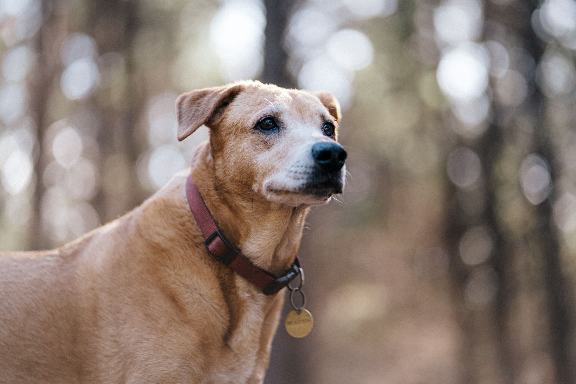 What to Do If My Dog Bit Someone at the Park: Essential Steps to Take