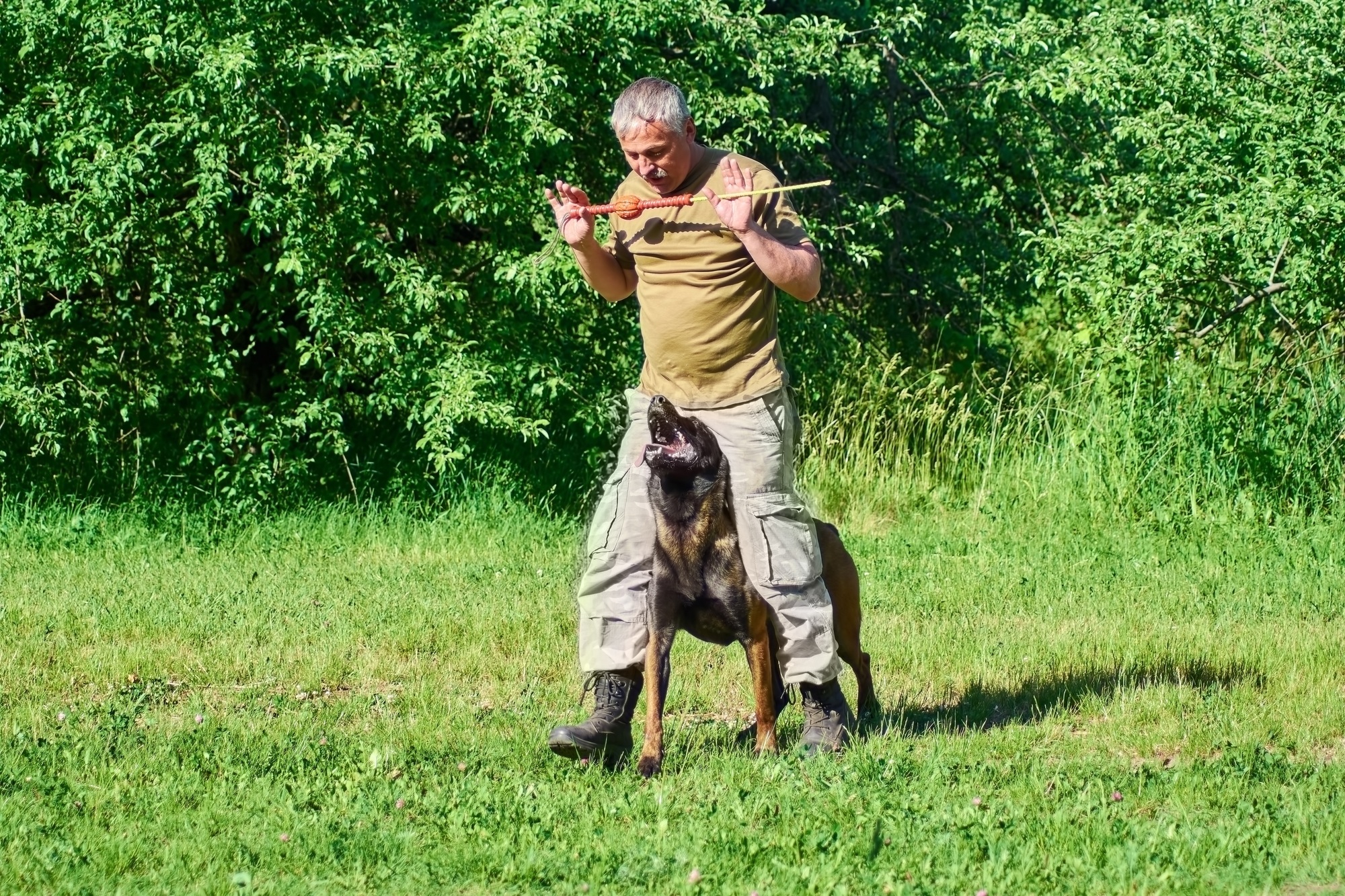 What Happens If a Dog Bites a Person: Does It Have to Be Put Down?