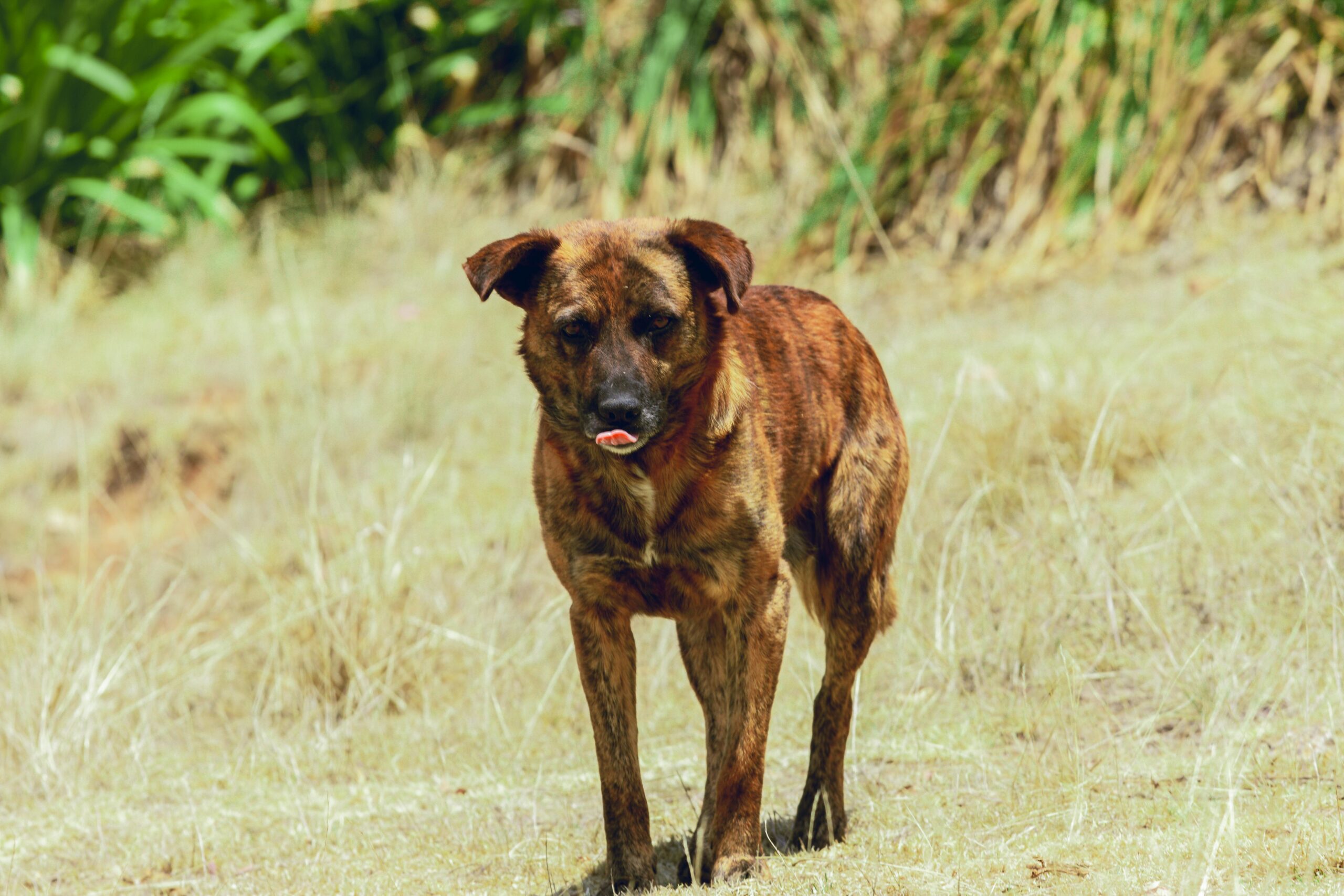 Injuries Caused by Pests or Animal Bites in Nevada Properties: Understanding Your Rights