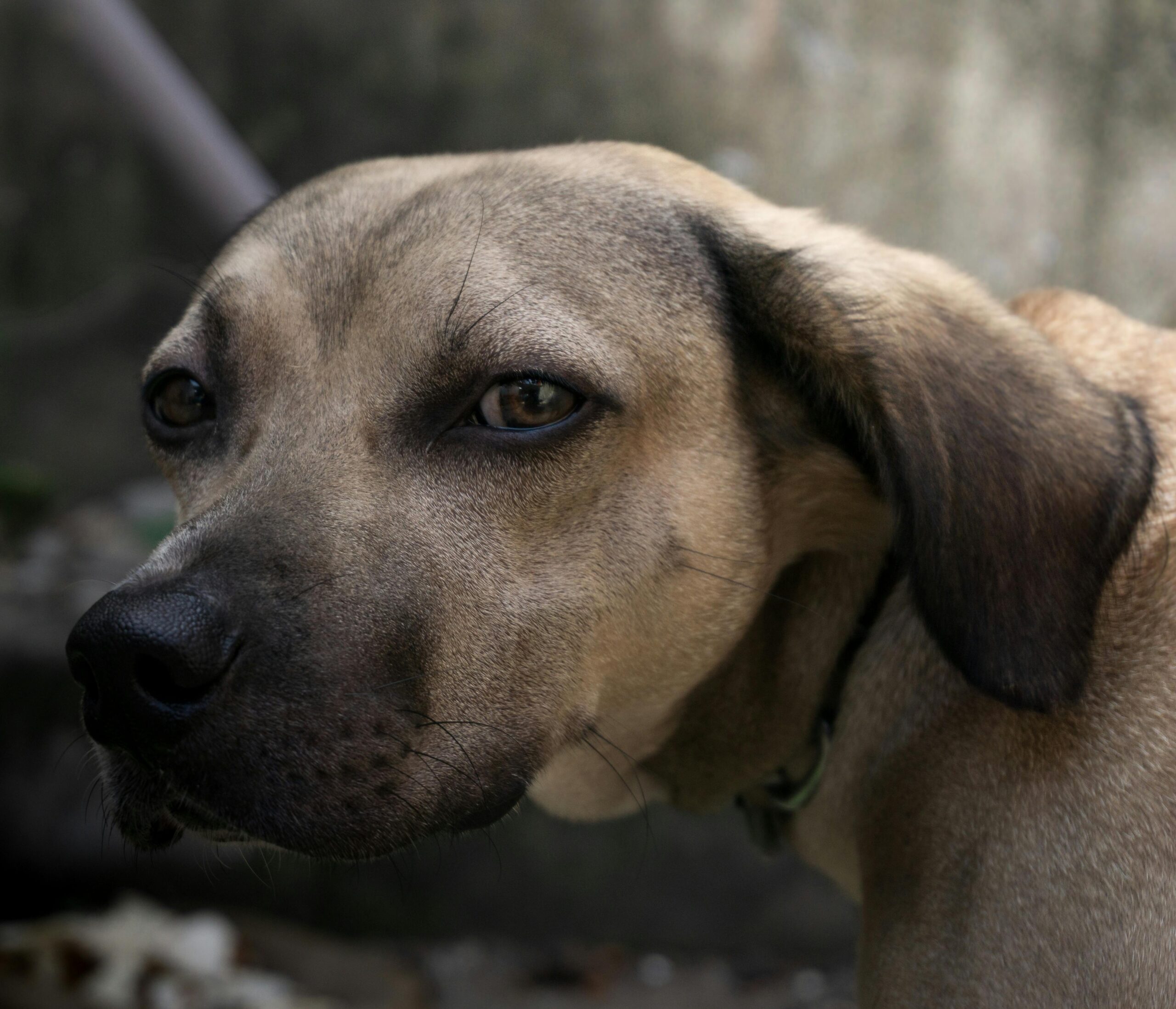 When Owners Deny Responsibility: Understanding Dog Bite Cases in Las Vegas