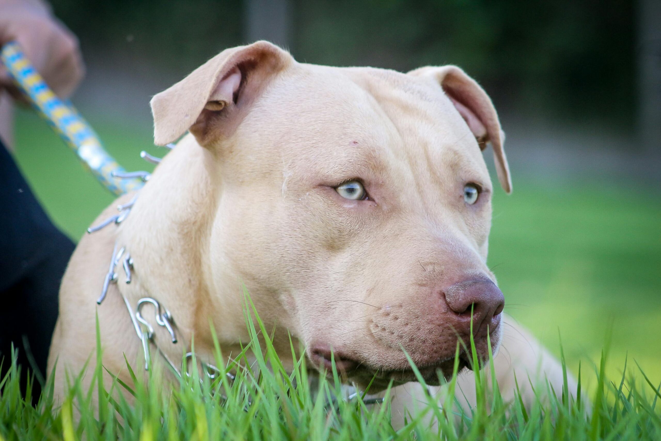 How Many Times Can a Dog Bite Before Being Put Down? A Simple Guide