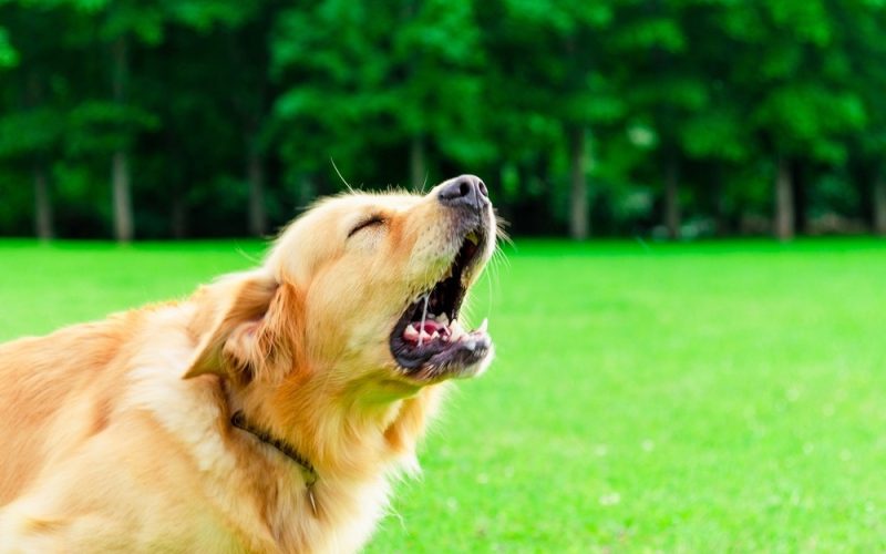 Discover what a dog bite lawyer in Sunrise Manor can do to help you recover compensation after an attack.